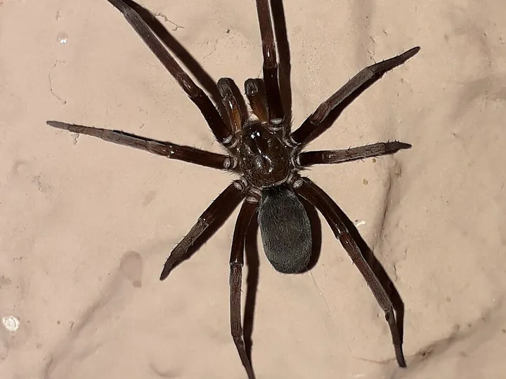 Southern house spider (Kukulcania hibernalis)