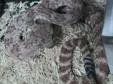 Speckled rattlesnake