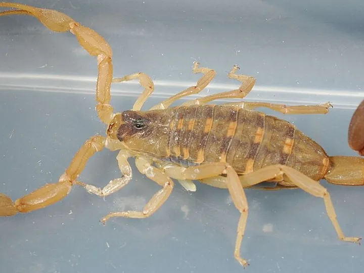 Striped bark scorpion (Centruroides vittatus)