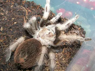 Tarantula