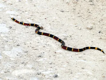 Texas coral snake
