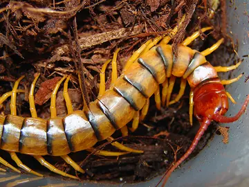 Tiger centipede