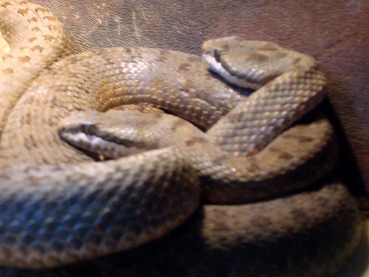 Twin-spotted rattlesnake (Crotalus pricei)