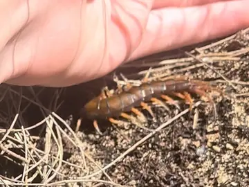 Vietnamese centipede