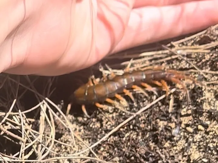 Vietnamese centipede (Scolopendra subspinipes)