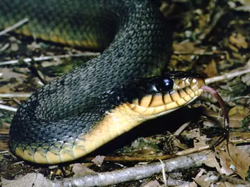 Water snake