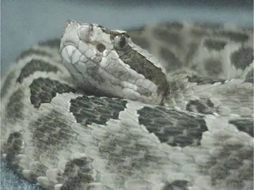 Western massasauga