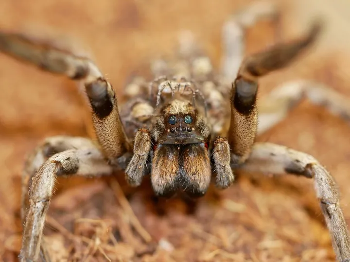 Wolf spider (Lycosidae)