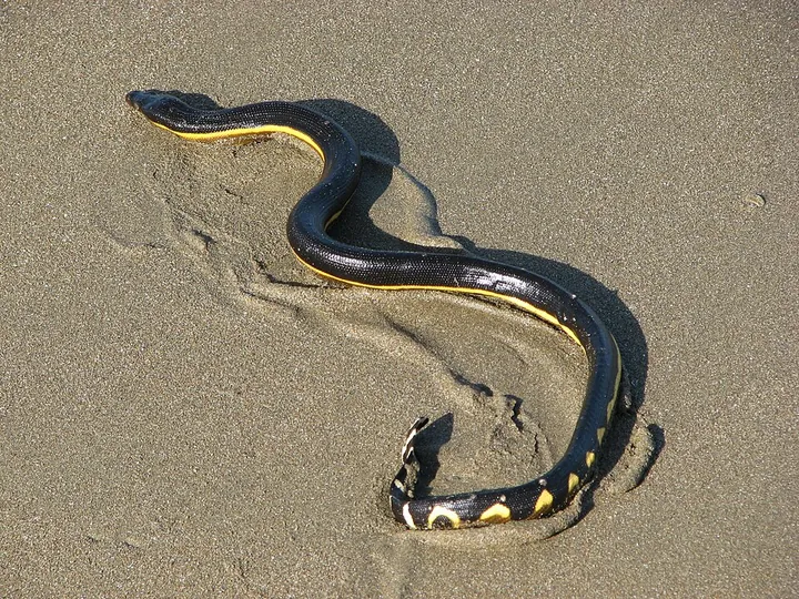 Yellow-bellied sea snake (Hydrophis platurus)